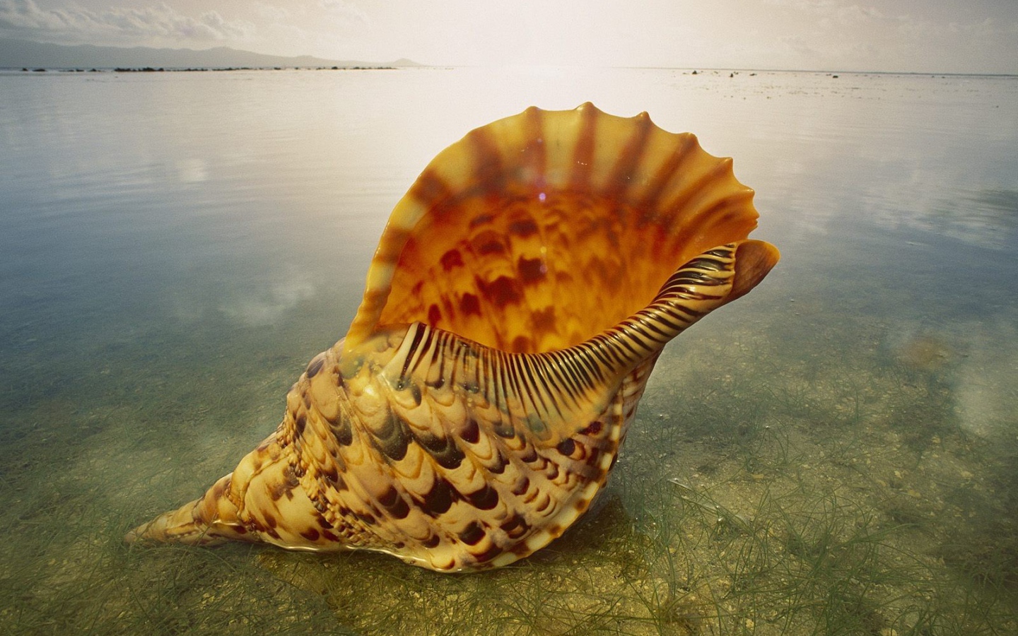 Морская ракушка на песке