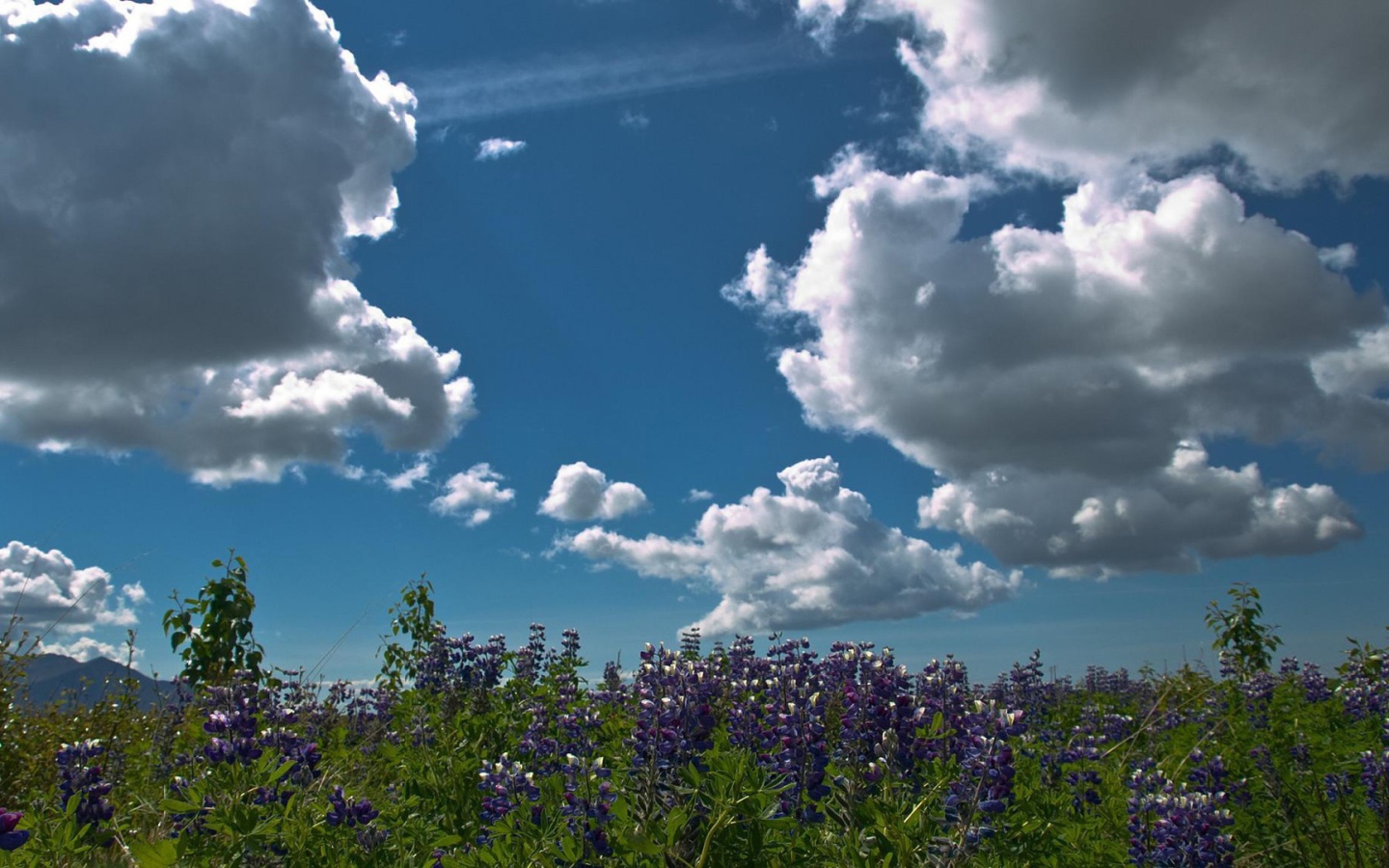 Плывущие над лесом облака