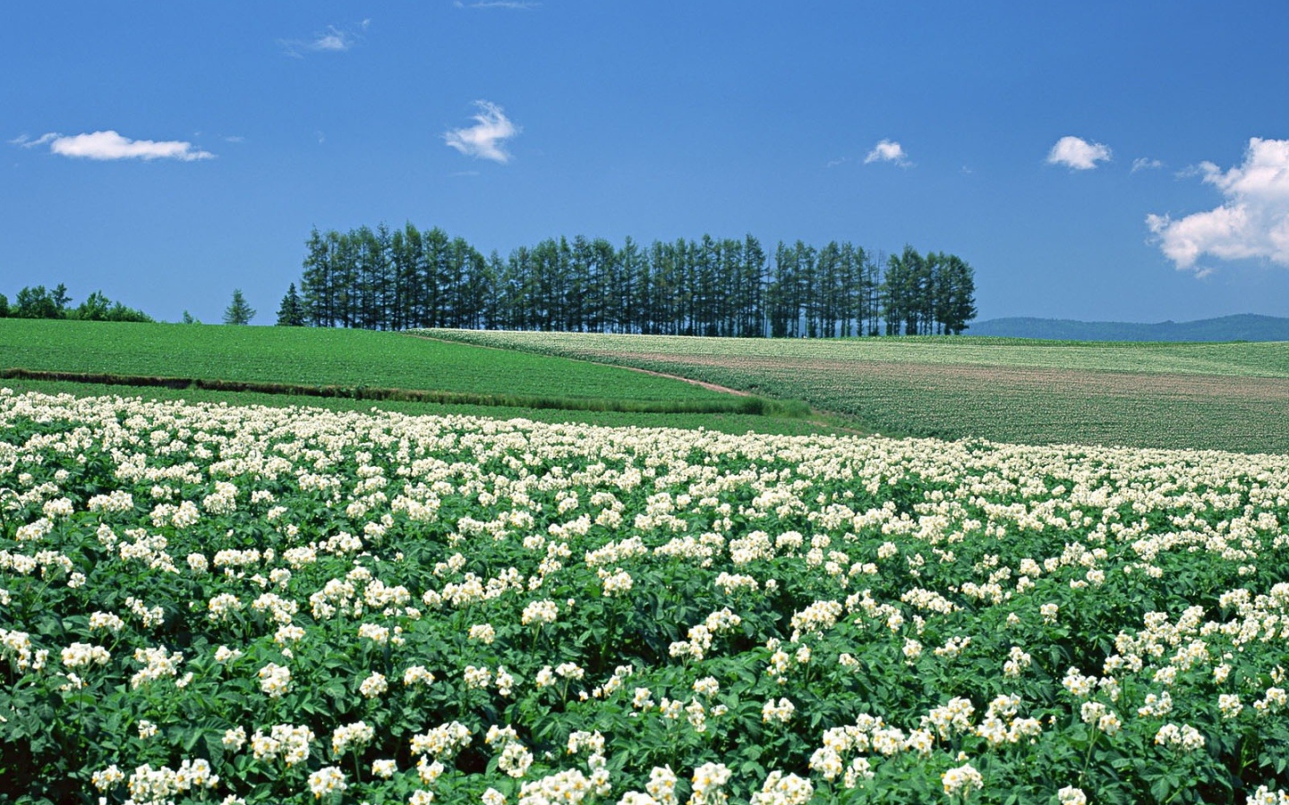 Японские цветущие поля