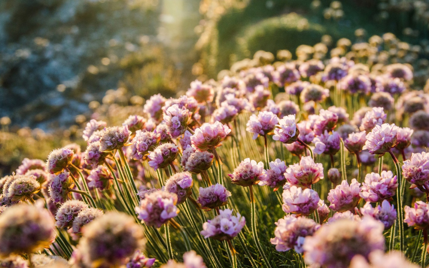 Море цветов