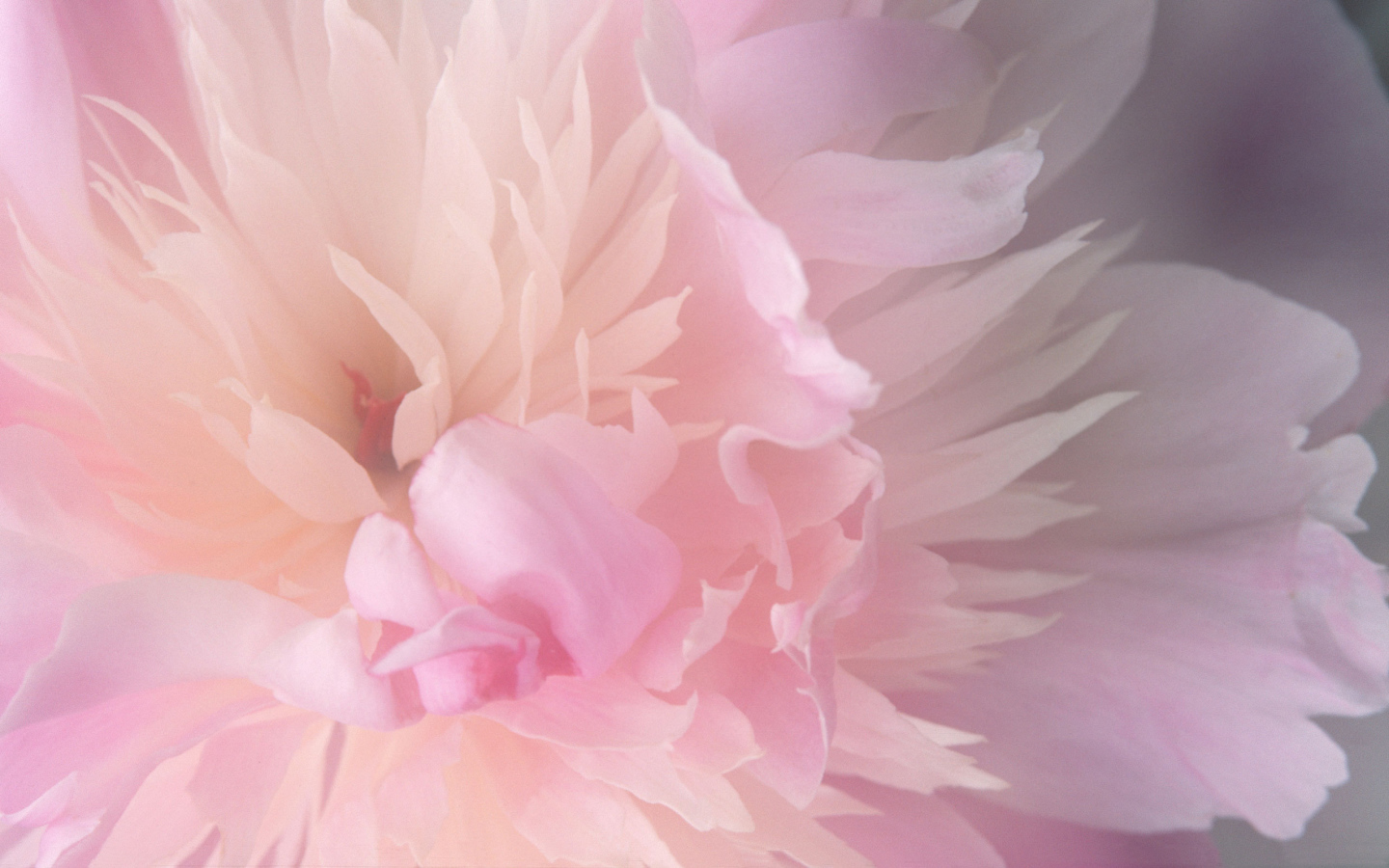 Нежный розовый цветок