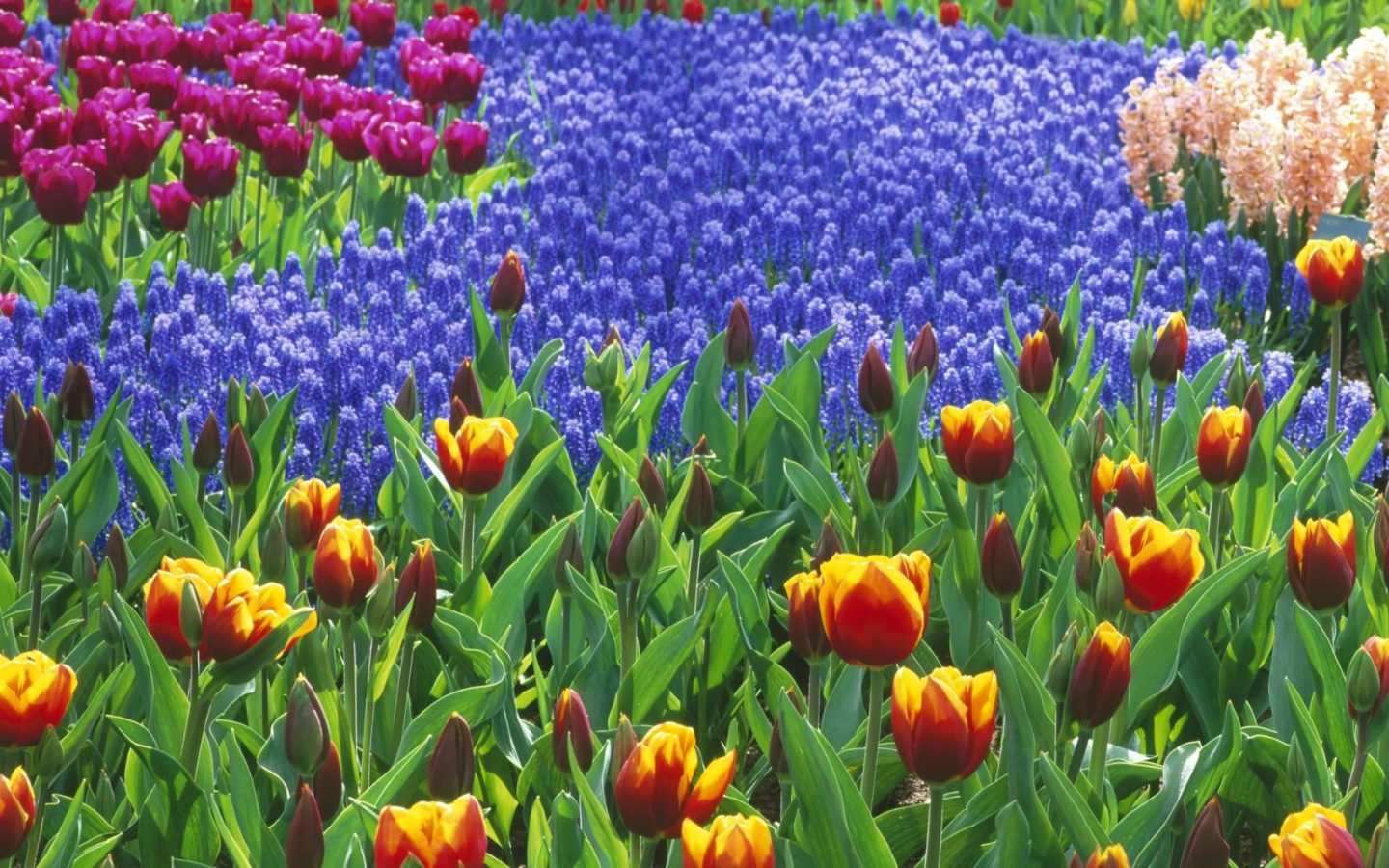 Голландский ландшафт