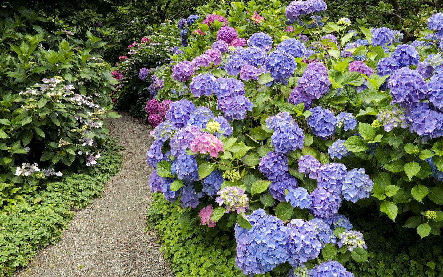 Тропинка среди цветов