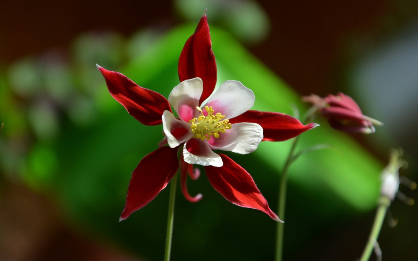 Красно белый цветок