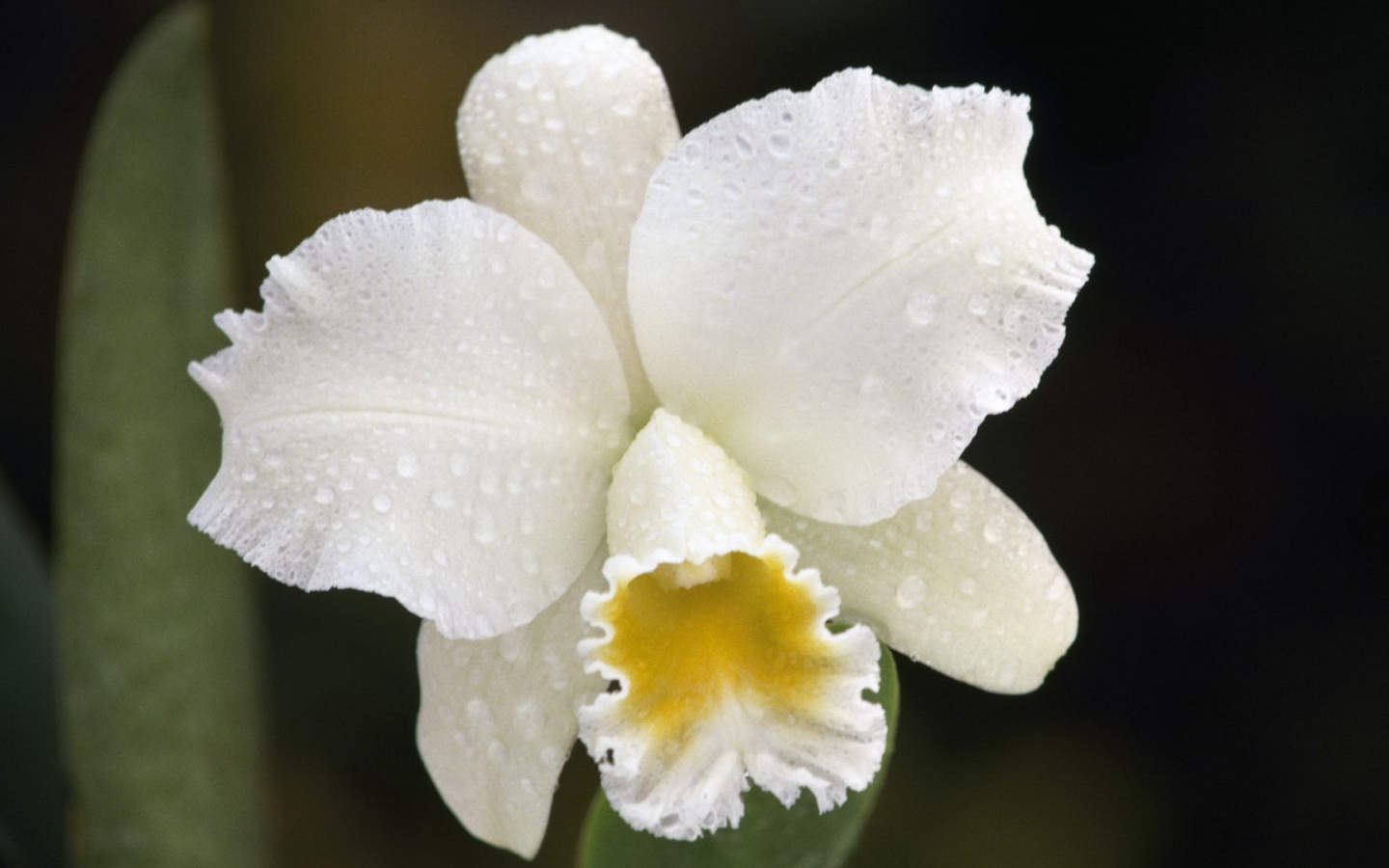 Белая орхидея с капельками воды