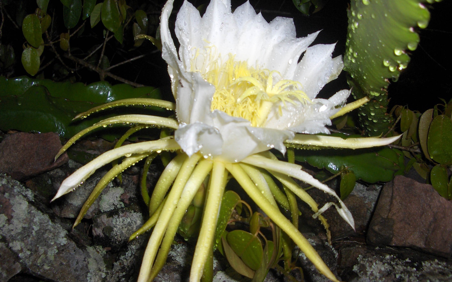 Белый цветок кактуса