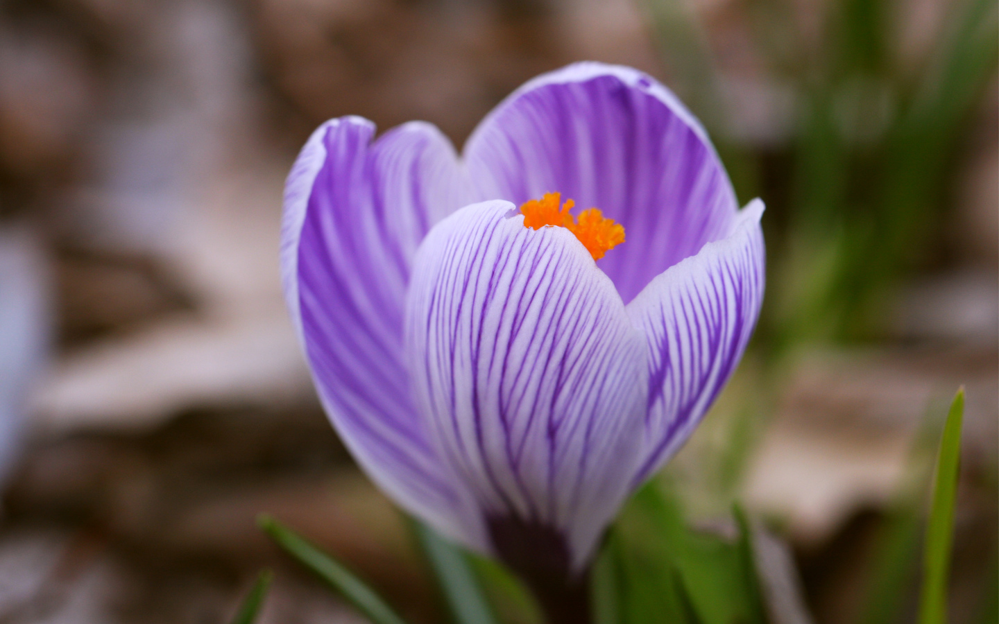 	 Flower Purple Crocus
