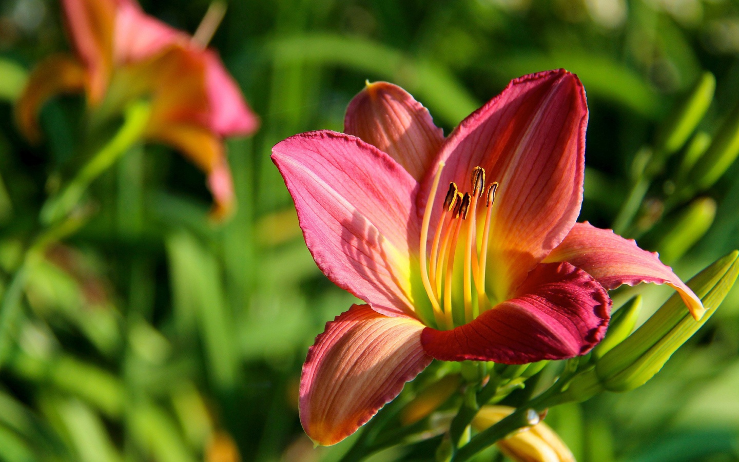 Цветок с тычинками