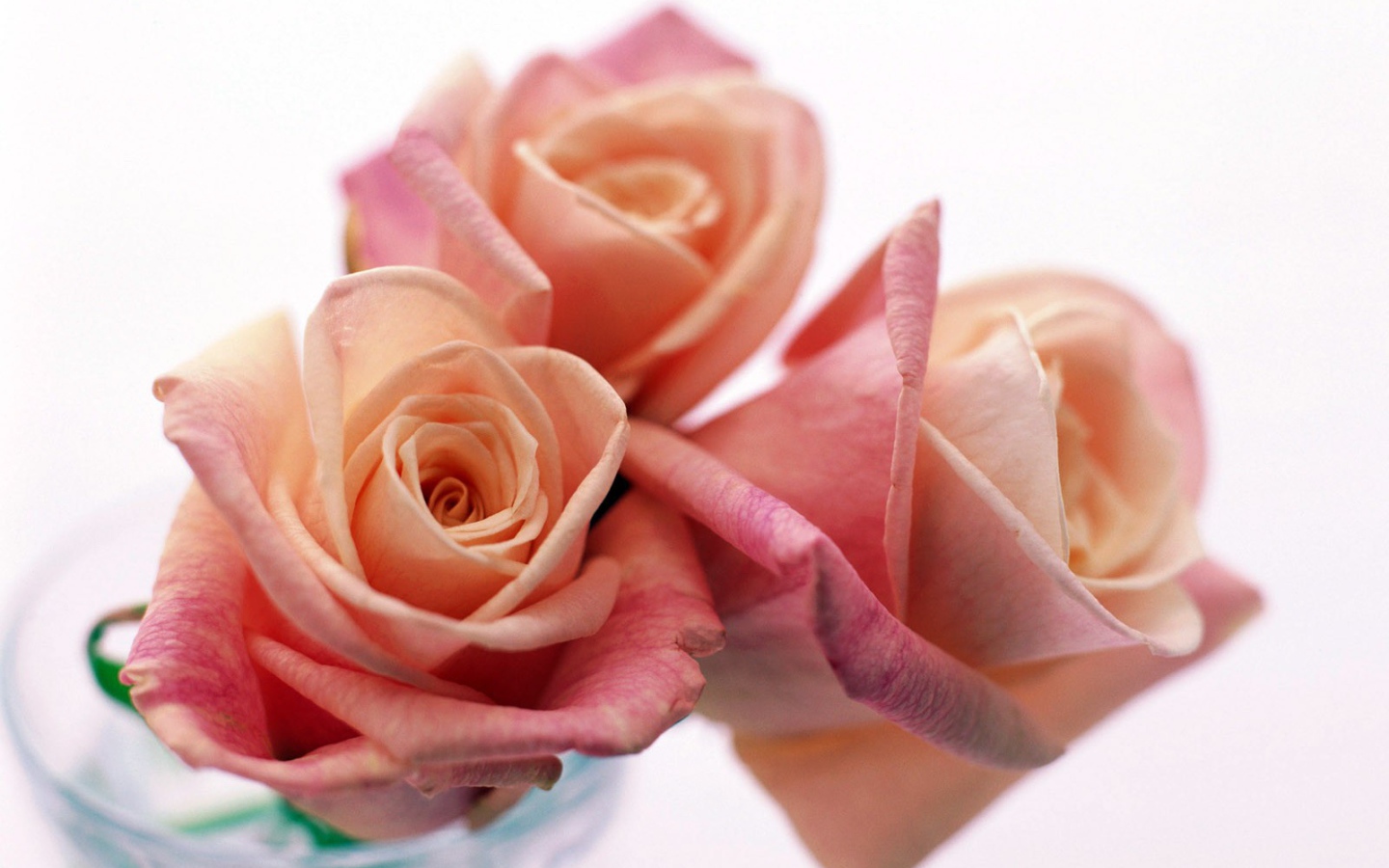 Три прекрасные розы