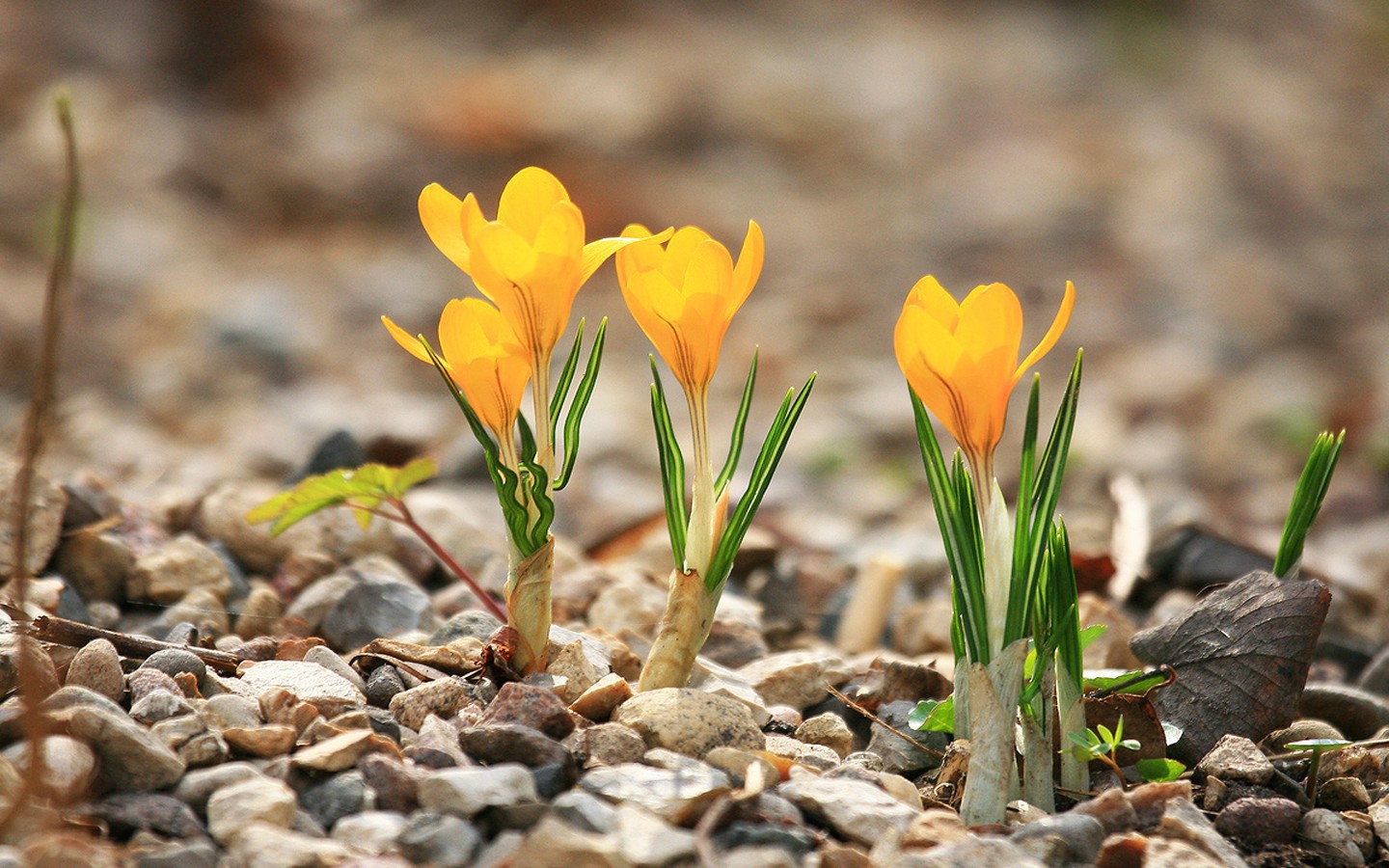 Желтые крокусы расцвели