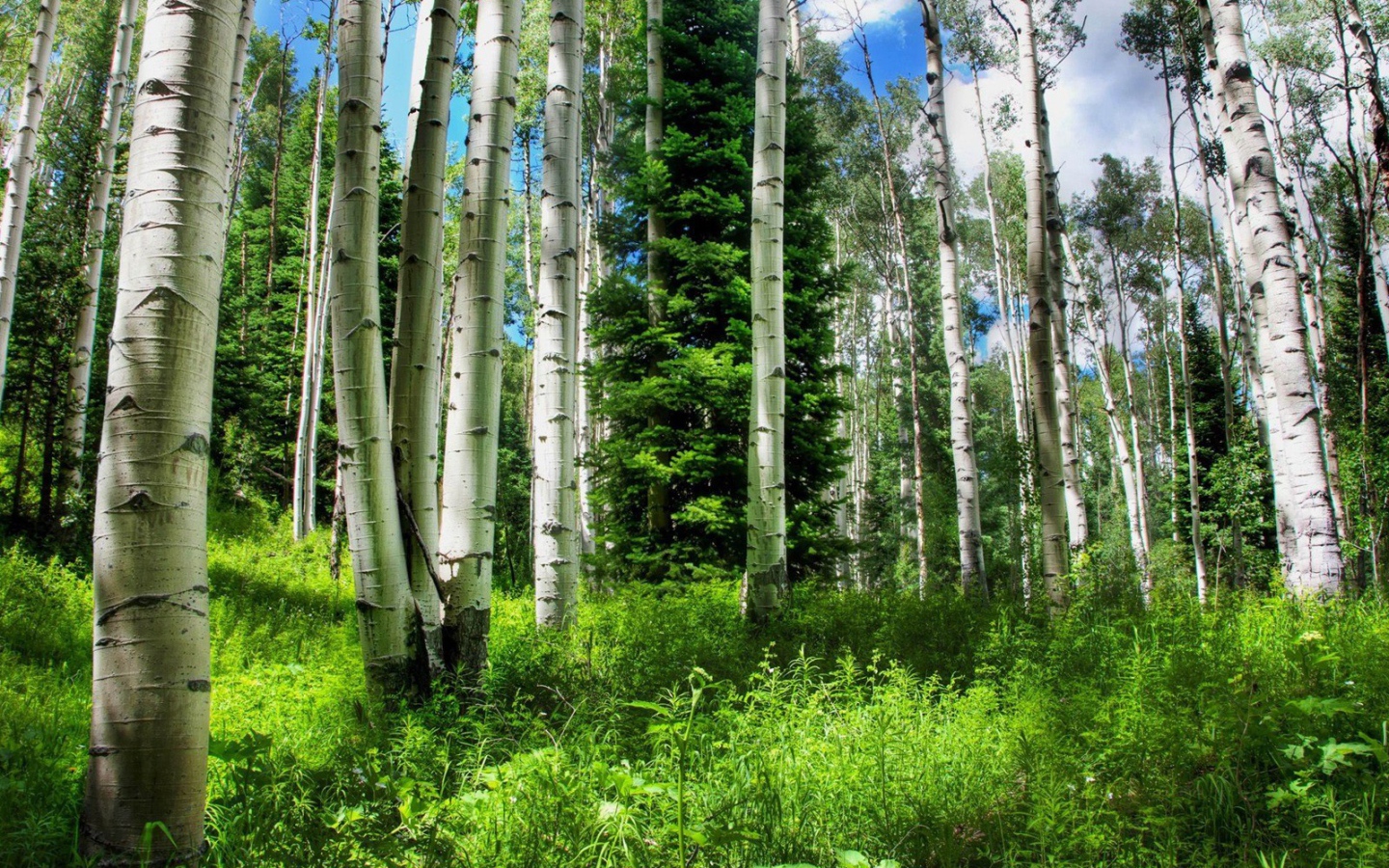 Березовый лес летом