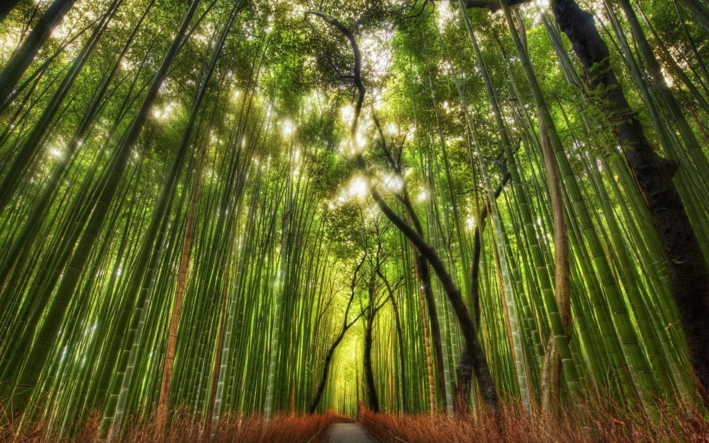 The road in the bamboo grove