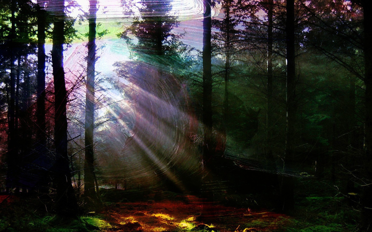 Лес в солнечной паутине