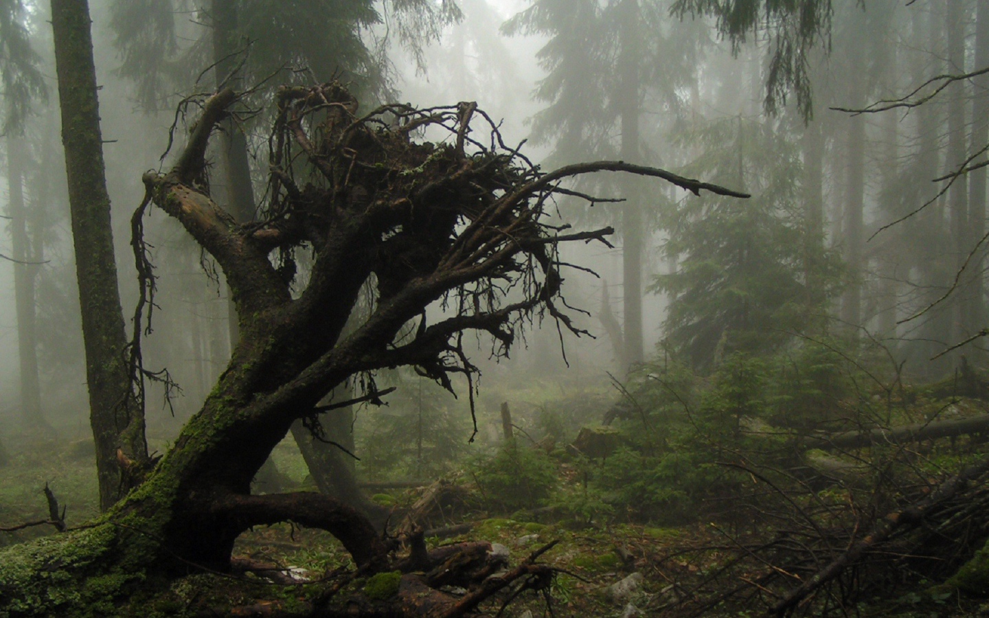 Корни упавшего дерева