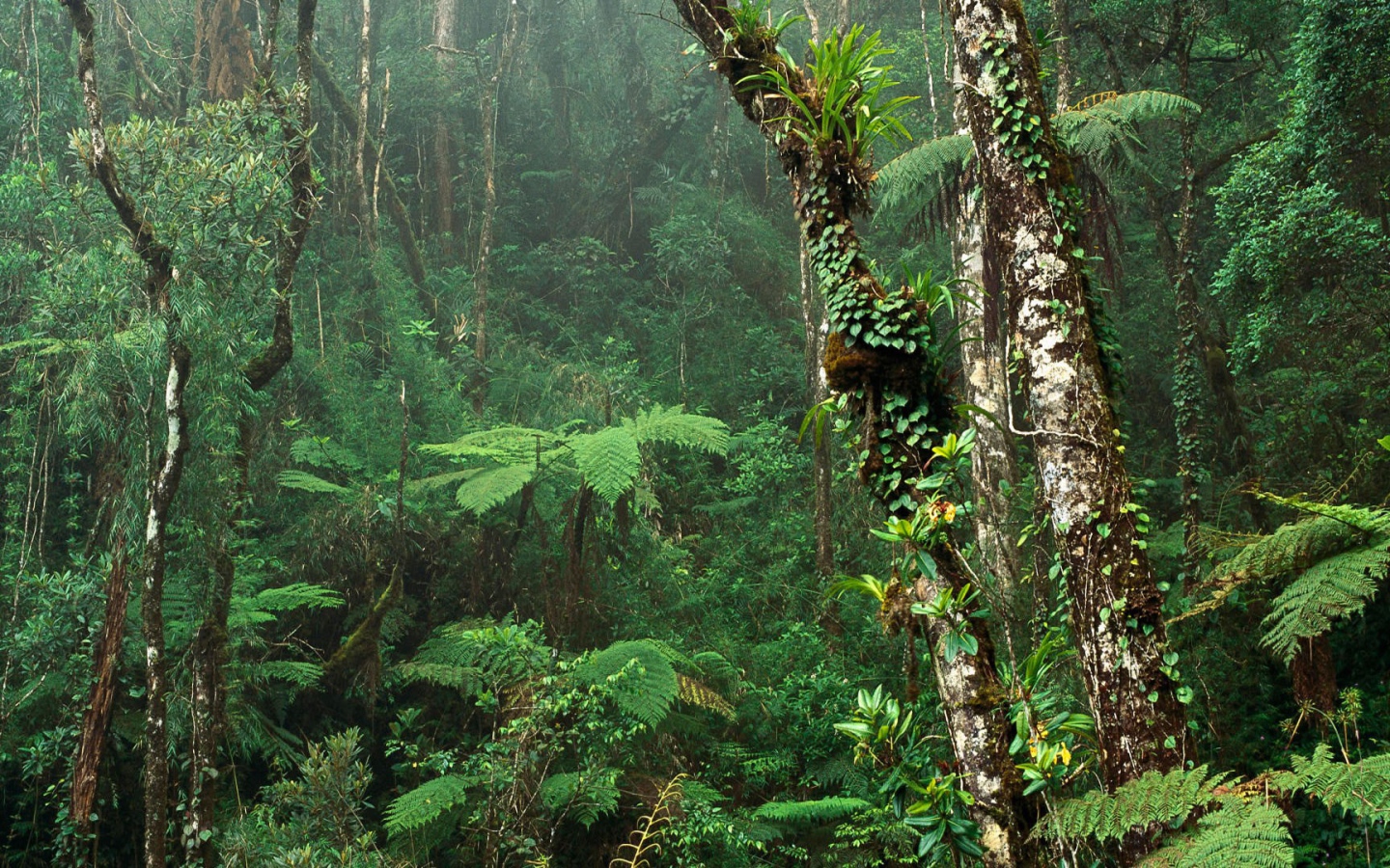 Зеленый Тропический лес
