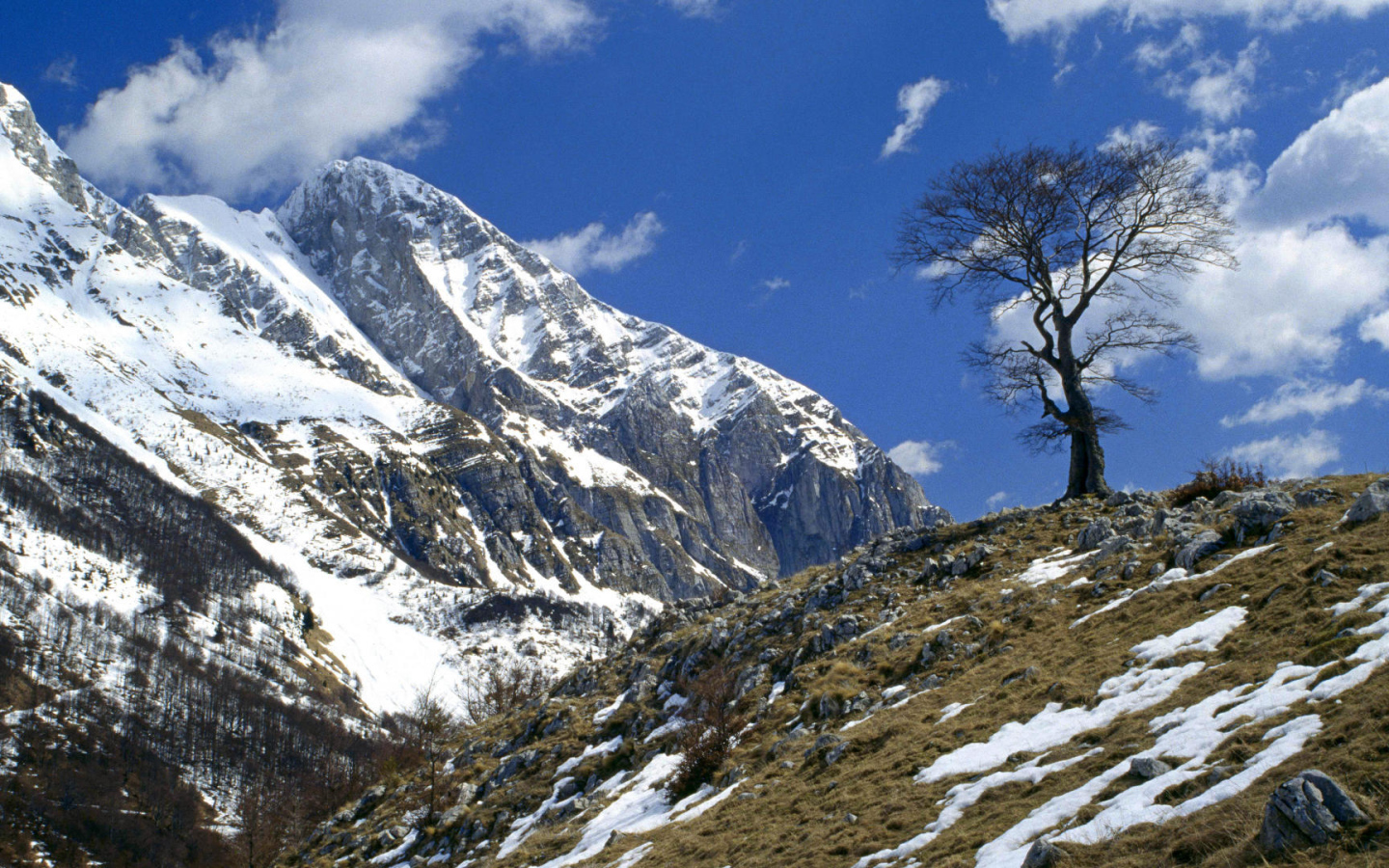 Одинокое дерево на горе