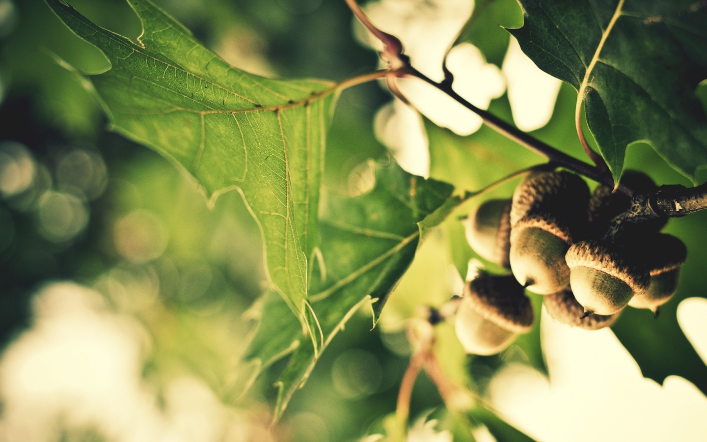 Желуди на ветке