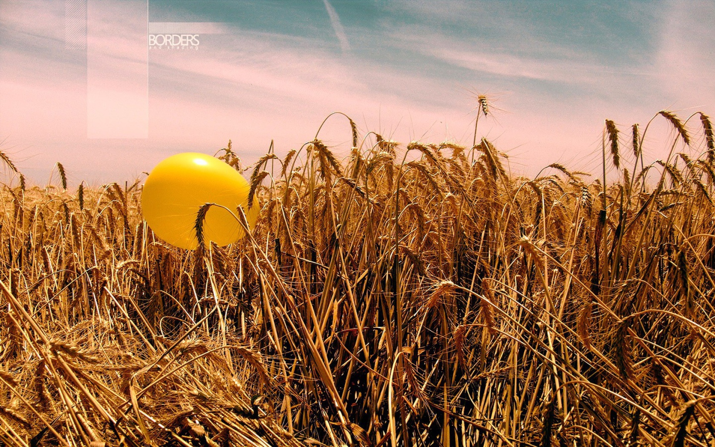 Шарик на пшенице