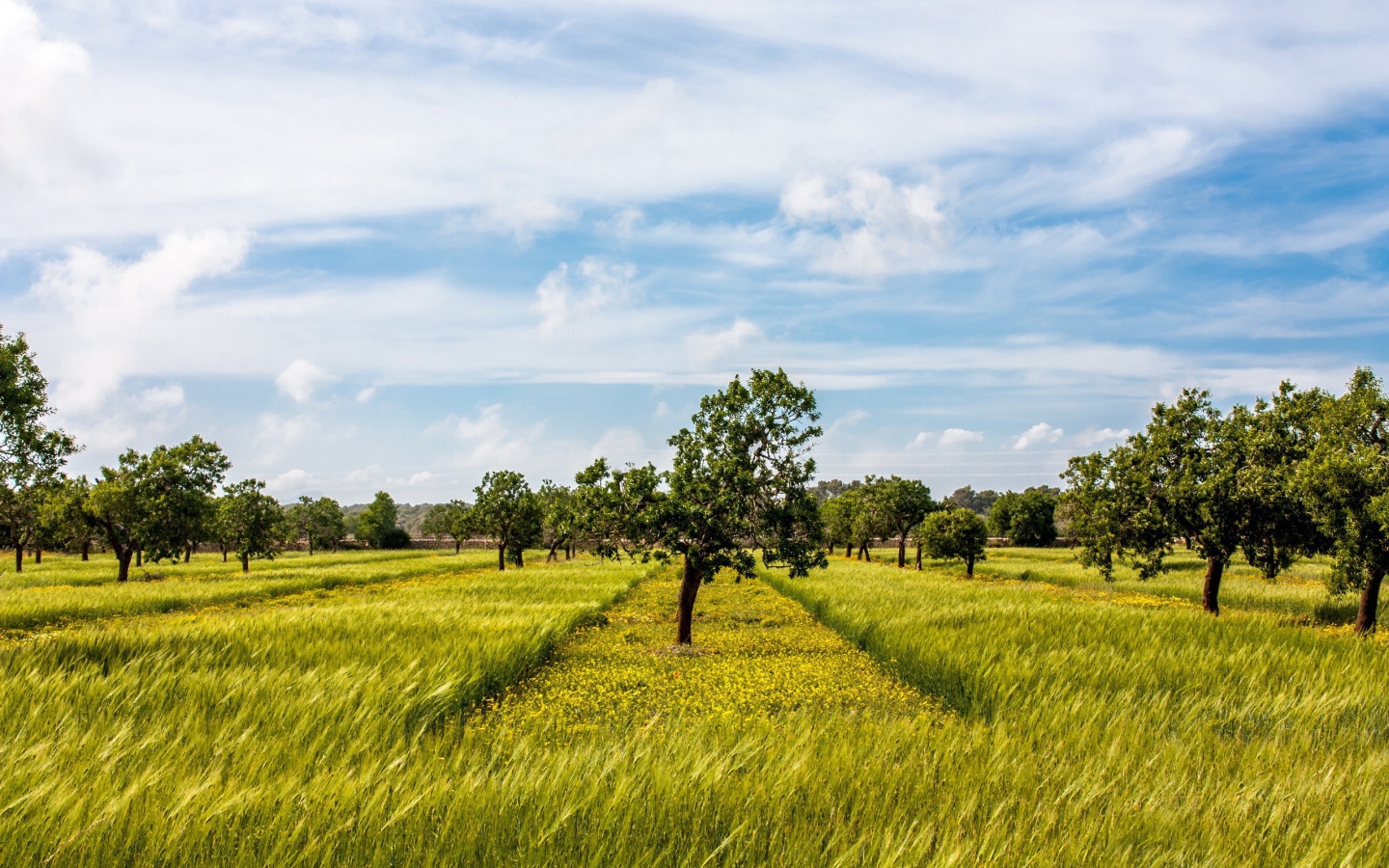 Деревья в фруктовом саду