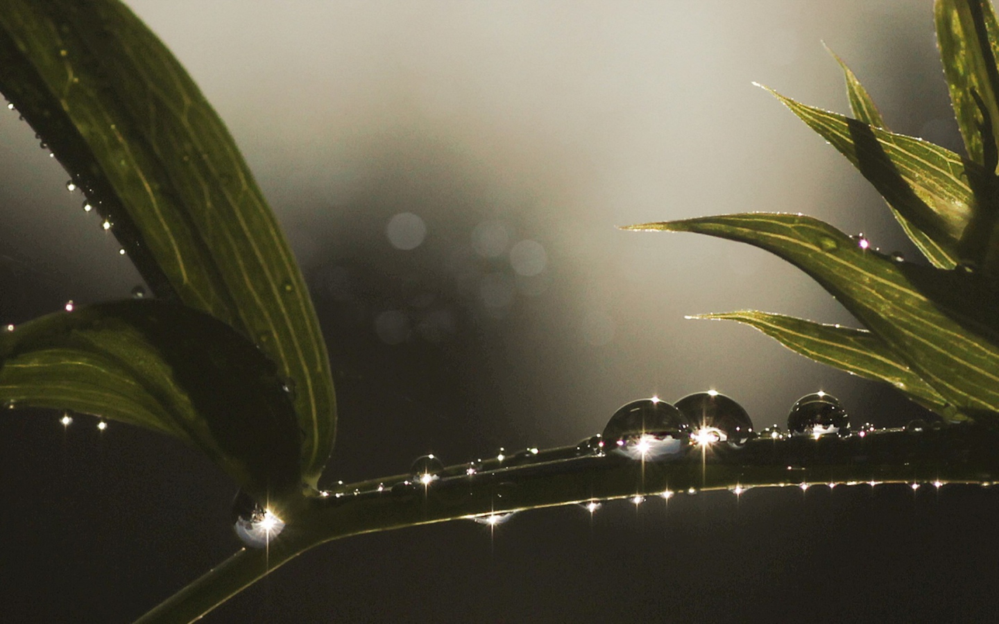 Блестящие капли росы на ветке