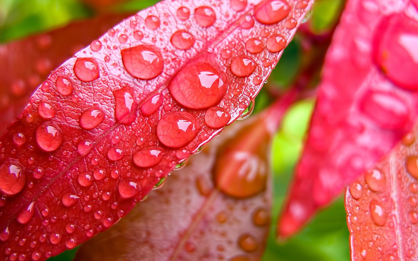 Капли росы на красных листьях