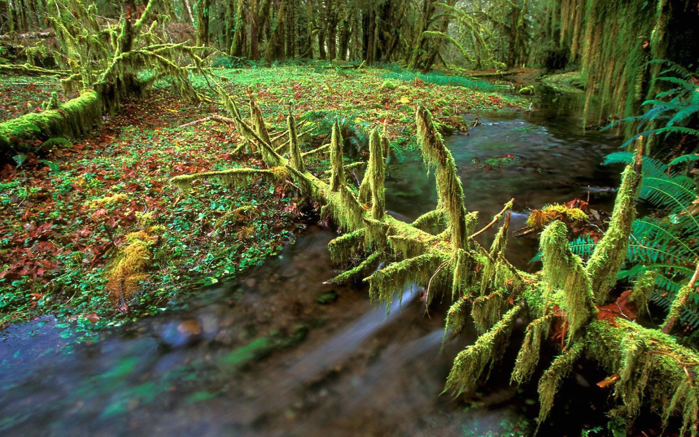 Очень дикая природа