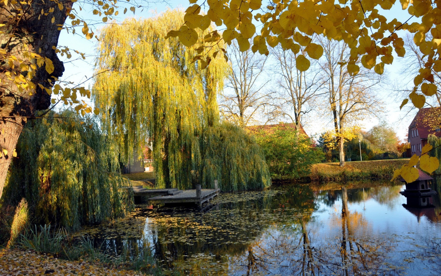 Плакучая ива у пруда