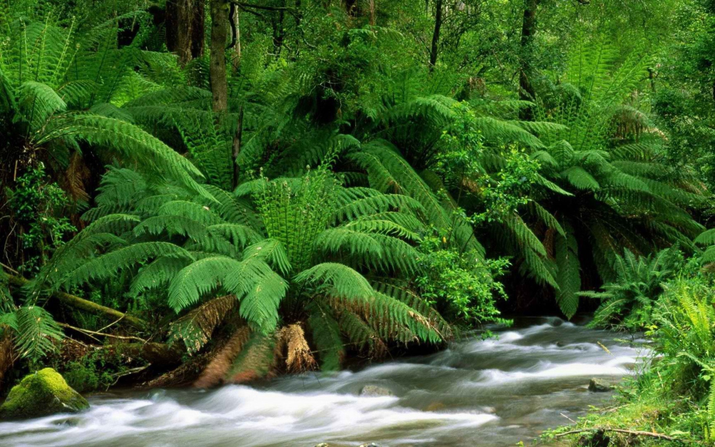 Река в тропиках