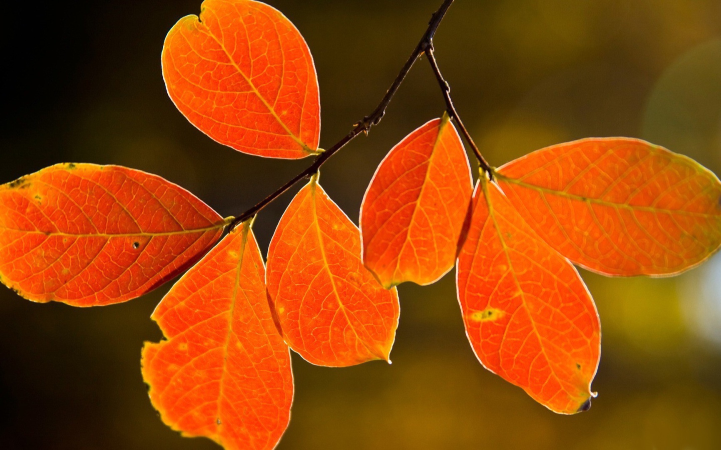 Осенние краски на листьях