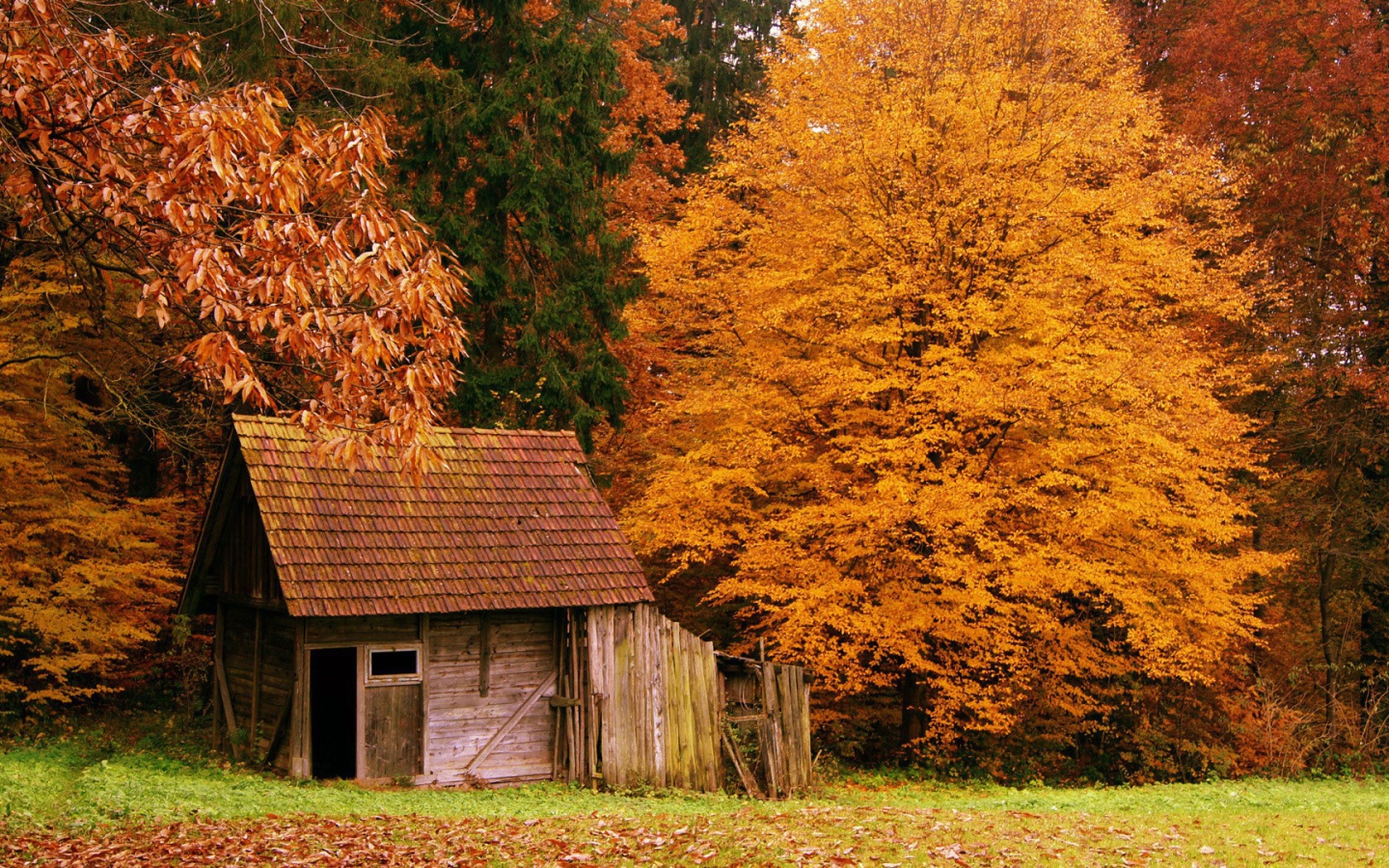 Осенний пейзаж в Woods