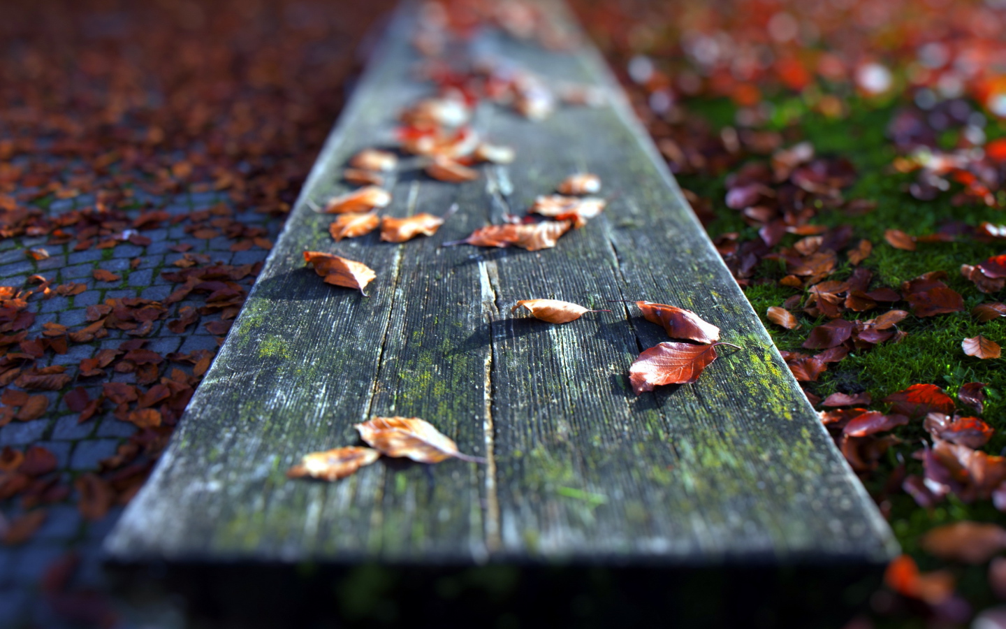 Осенние листья на доске