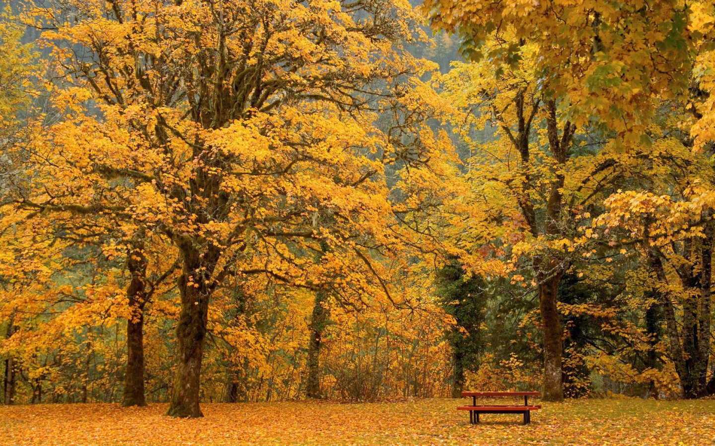 Скамейка под желтыми деревьями