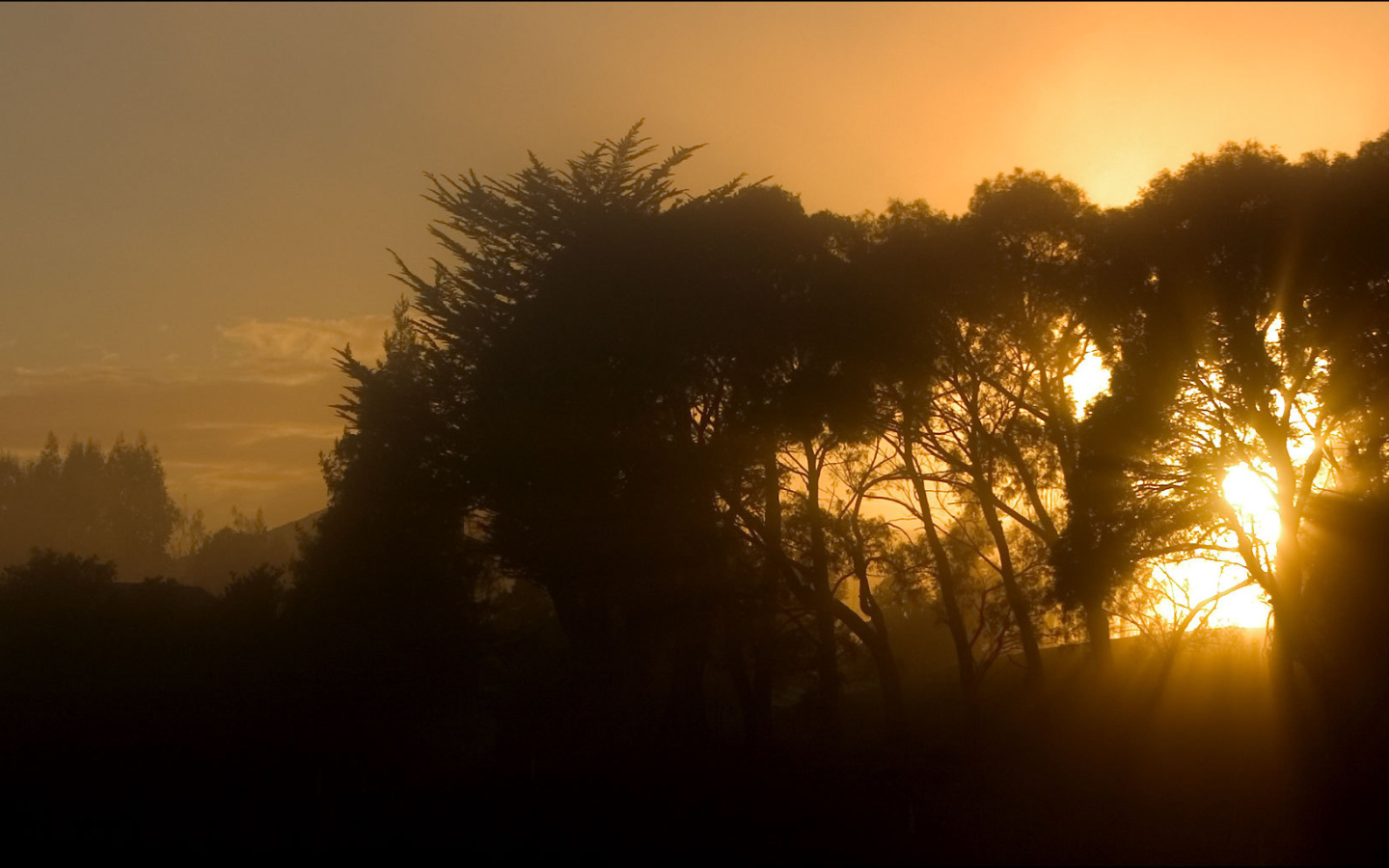 Лучи солнца сквозь деревья