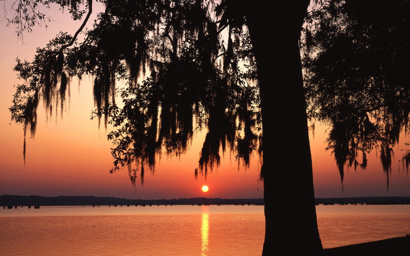 Темное дерево на фоне заката