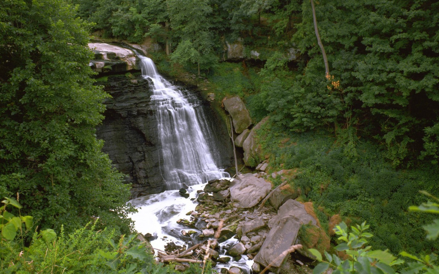 Пейзаж с растительностью