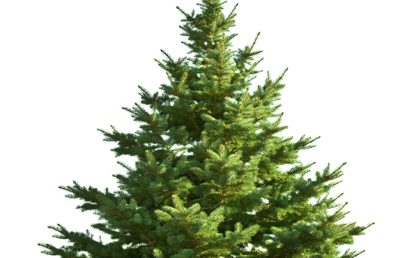 Новогодняя елка без украшений