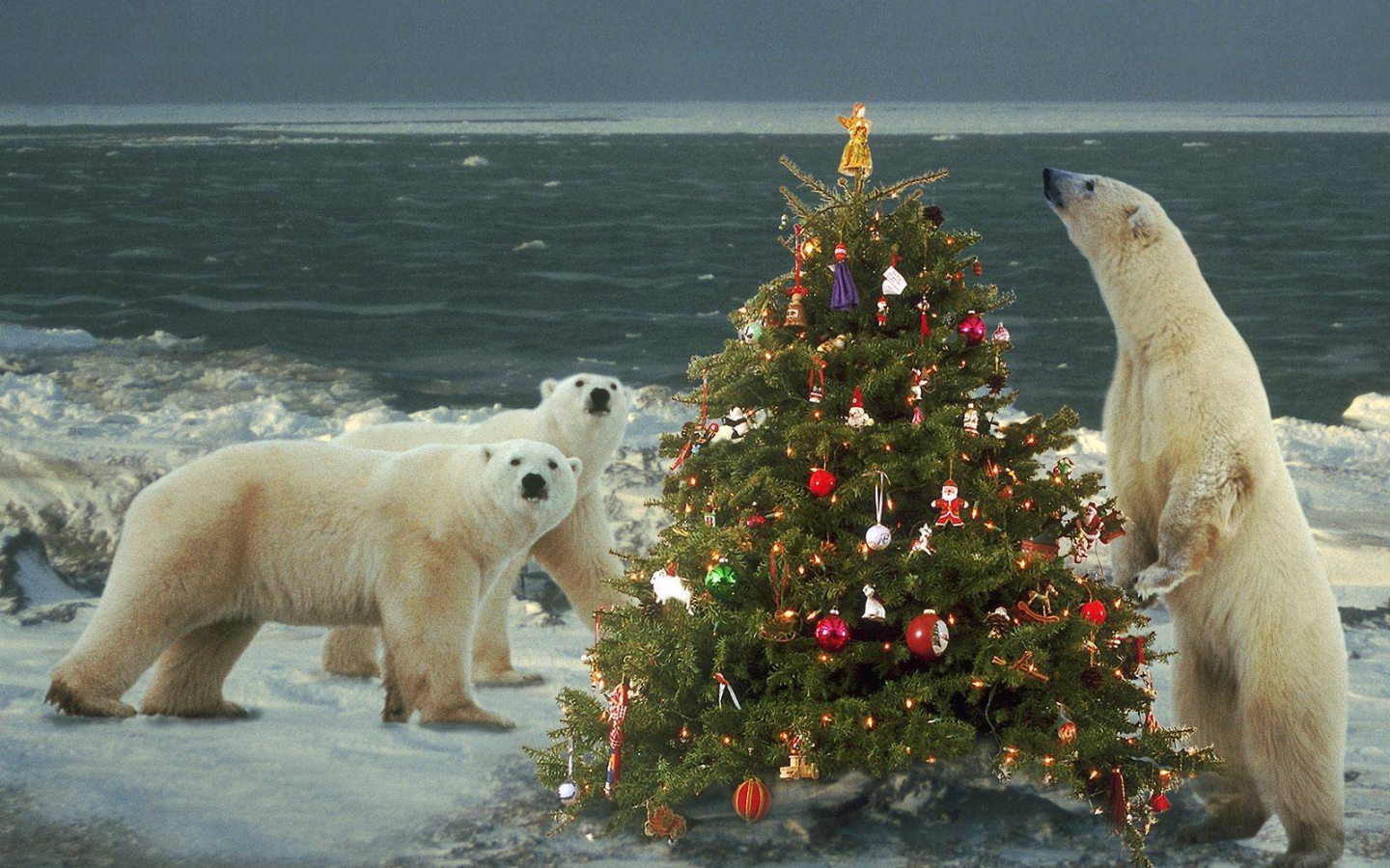 Белые медведи празднуют Новый Год