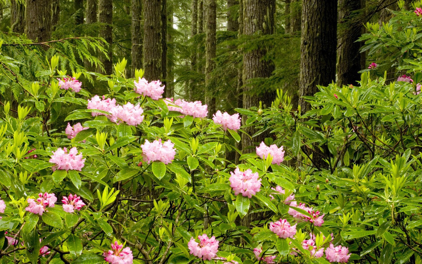 Парк в штате Вашингтон