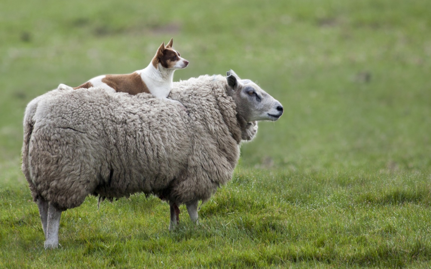 Собака на овце