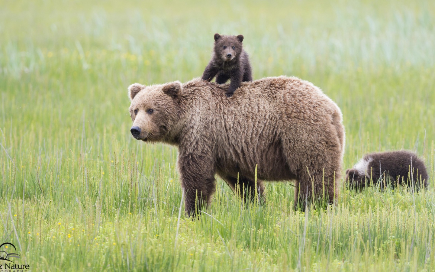 Mедведица и медвежонок на траве