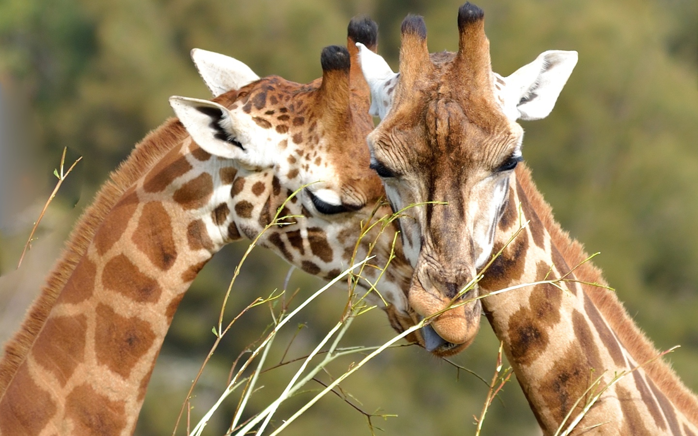 Мордочки пары жирафов