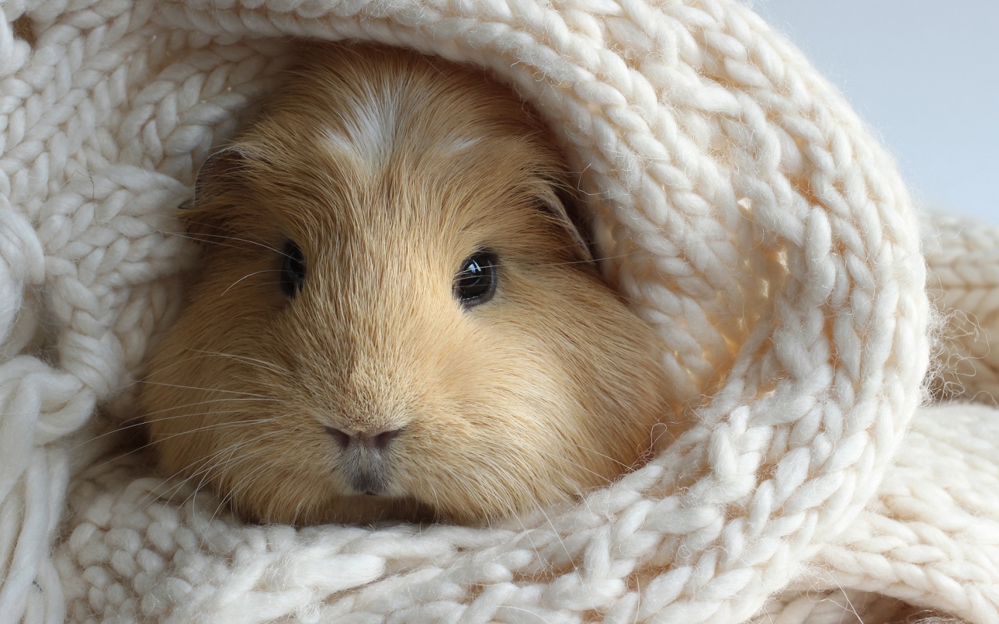 Забавный хомяк