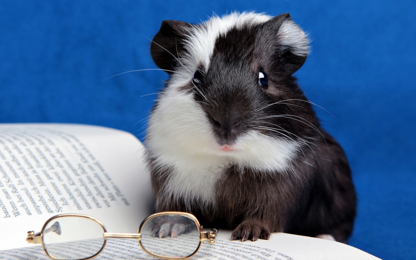 Хомячок с книгой 
