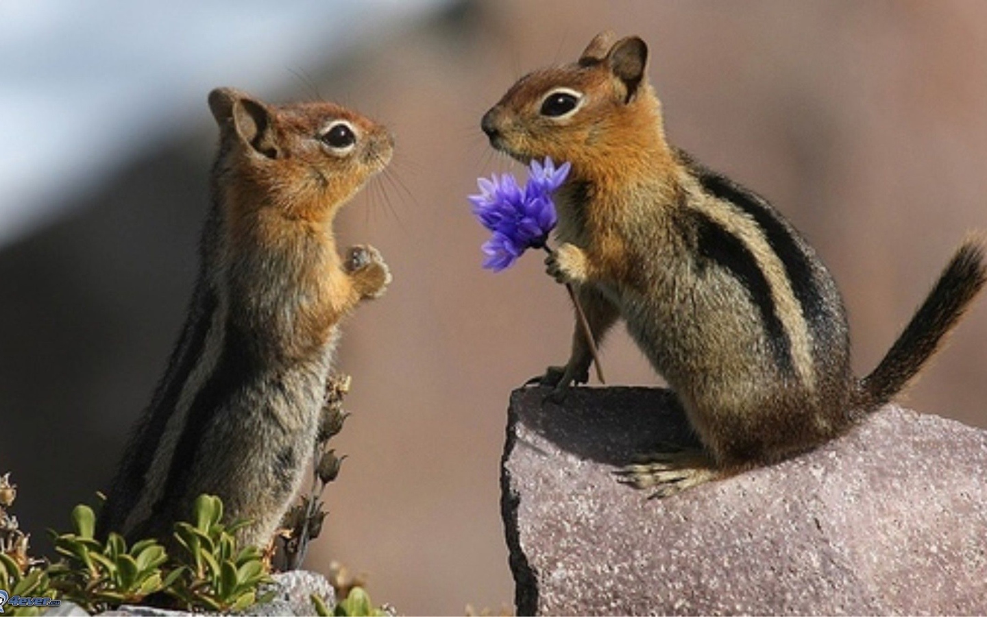 Влюбленные горностаи на камне