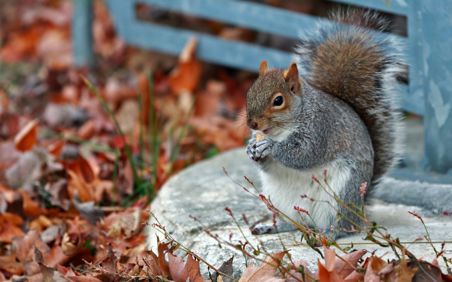 Белочка в осенних листъях