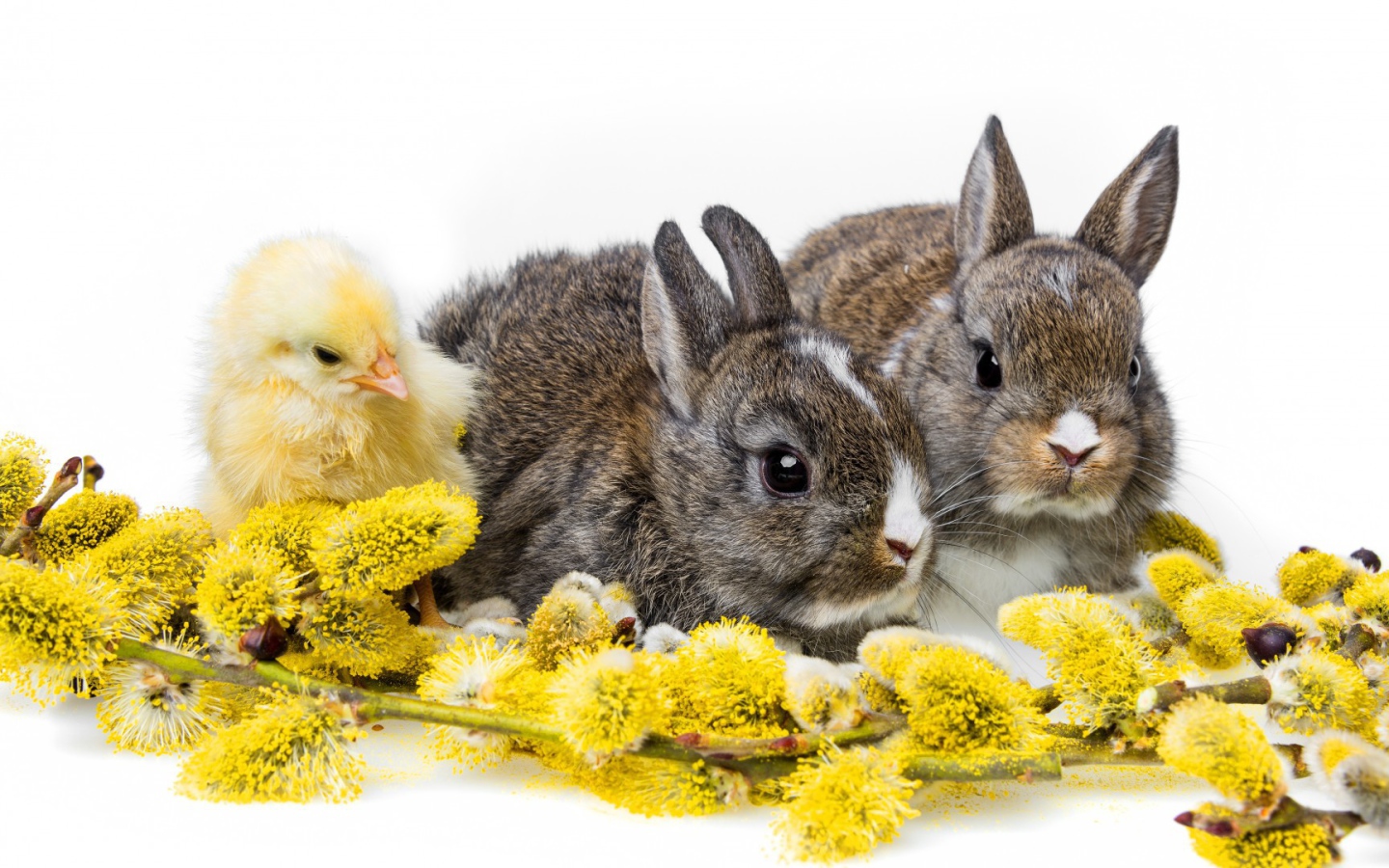 Два кролика и цыпленок