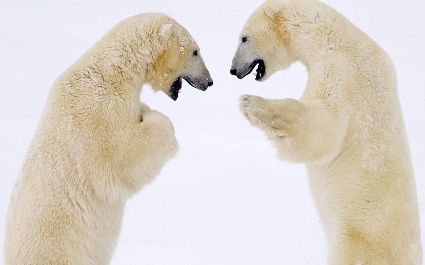 Схватка белых медведей