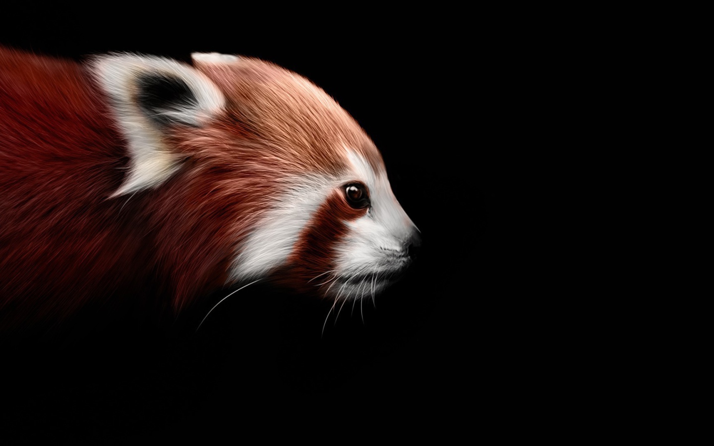 Красная панда на черном фоне