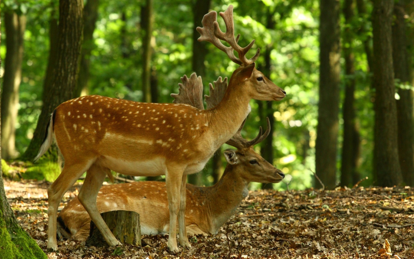 Олени в лесу