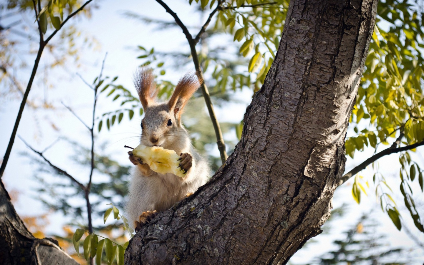 Белочка ест грушу